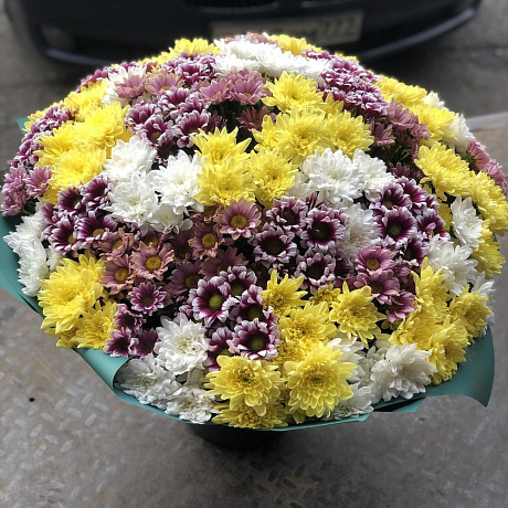 35 кустовых хризантем - Фото 1
