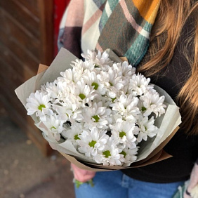 Хризантемы кустовые №161