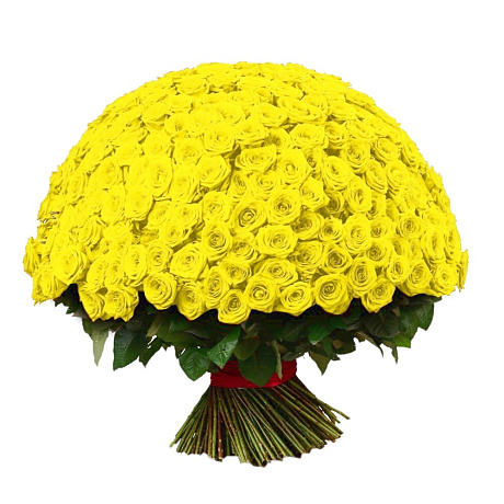 Букет из 301 желтой розы 60 см - Фото 1