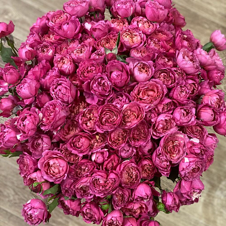 Роза пион №161 - Фото 1