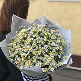 Ромашки кустовые