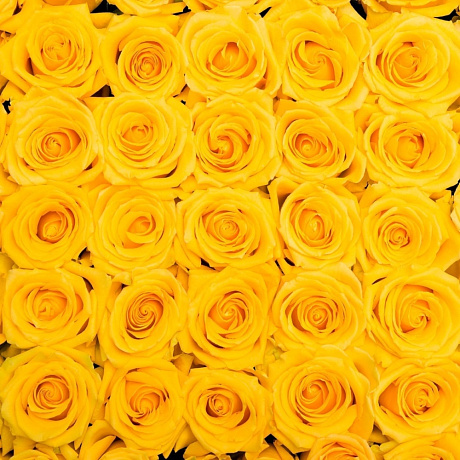 51 Желтая роза в большой розовой шляпной коробке №304 - Фото 1