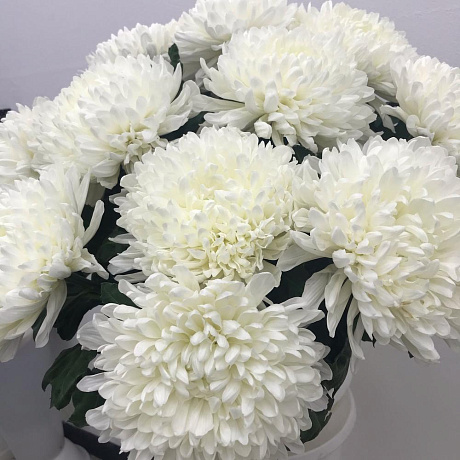 Белоснежная хризантема - Фото 1