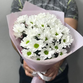 Хризантема кустовая №176