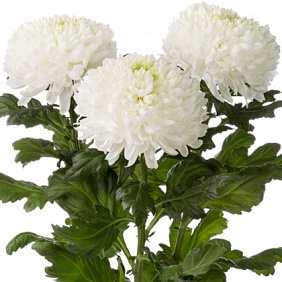 Хризантема №163