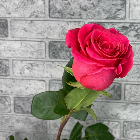 Роза VIP 40см Premium Колумбия - Фото 1