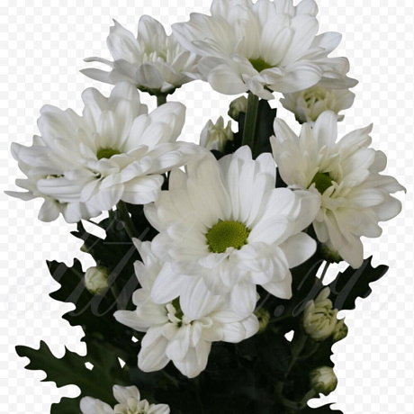 Хризантема Бакарди белая - Фото 1