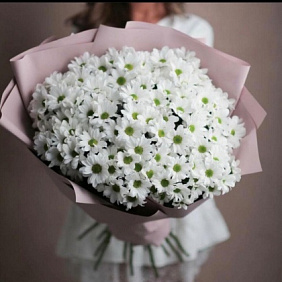 Хризантема кустовая №172