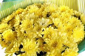 15 Желтых хризантем в большой черной коробке №264
