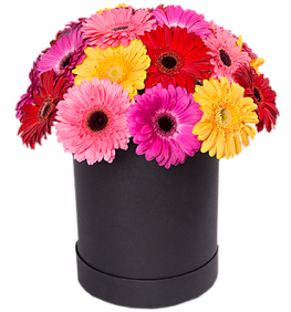 11 гербер в черной шляпной коробке №688