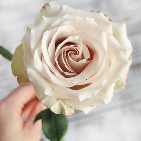 Роза Quicksand - Фото 1