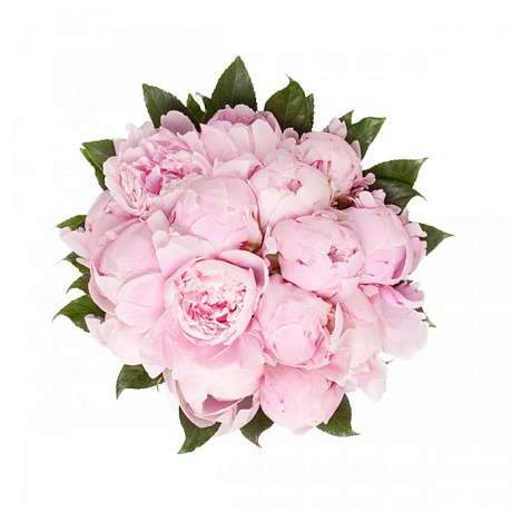 Букет из 15 розовых пионов и аралии - Фото 1
