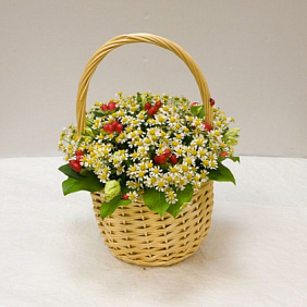 Корзинка ромашек Садовая ромашка