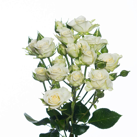 Кустовая роза сорта супер баблс - Фото 1