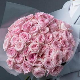 Роза Pink O Hara - 51 шт