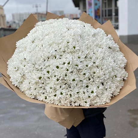 101 кустовая хризантема - Фото 1