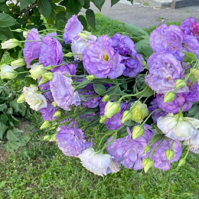 Букет эустом №168