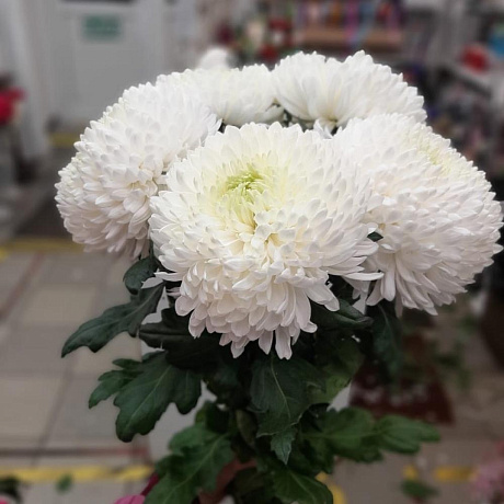 Букет Облако хризантем №163 - Фото 1