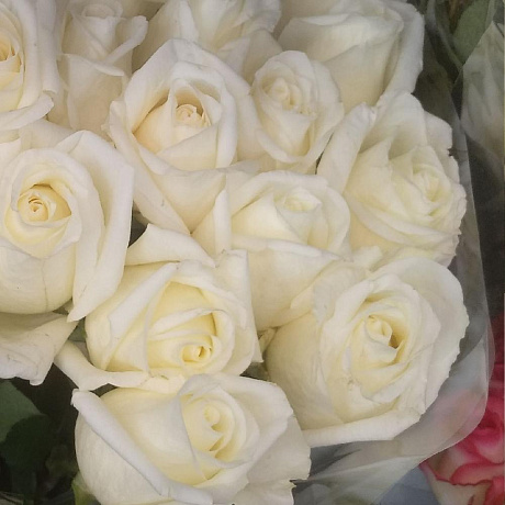 Роза Эквадор №161 - Фото 1