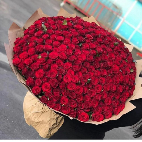 303 розы бордо - Фото 1