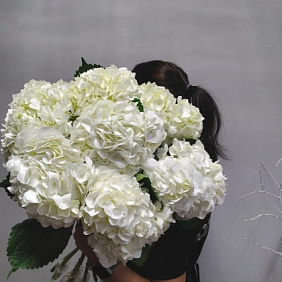 Гортензия белый