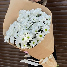 Хризантема кустовая №168