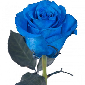 Роза "Вендела Блу"