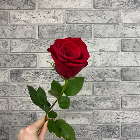 Роза VIP Premium Колумбия 40 см - Фото 1