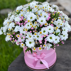 Ромашки в коробке №160