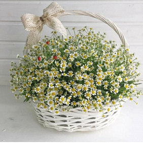 Корзина с ромашками №164
