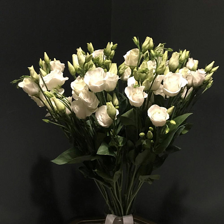 Эустома №162 - Фото 1