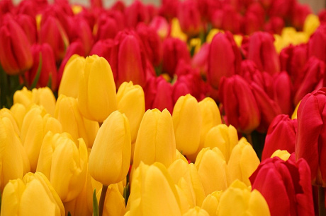 35 желтых тюльпанов в красной шляпной коробке №223 - Фото 1