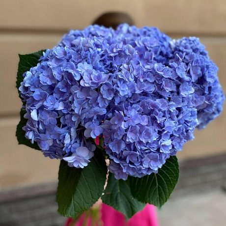 Букет голубой гортензии №161 - Фото 1