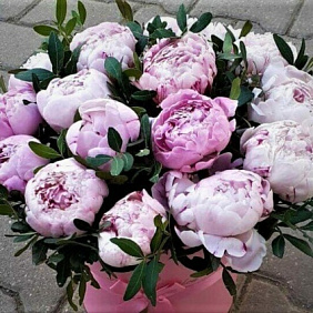 Пиона розовые 15 шт
