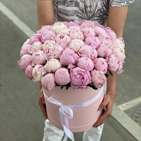 Пионы Сара Бернар в шляпной коробке