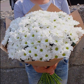 Ромашка хризантема