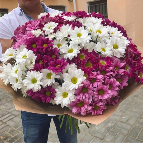 Хризантема 21 Баккарди МИКС - Фото 1