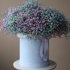 Гипсофилла в коробке