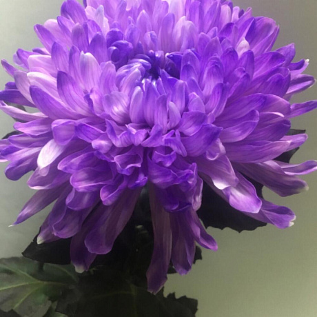 Хризантема одноголовая фиолетовая - Фото 1