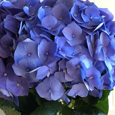 Букет из гортензии №177 - Фото 1