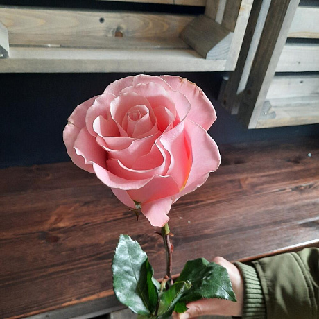 Роза Неrmosa 70 см - Фото 1