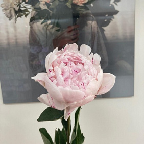 Ароматный пион сара Бернар