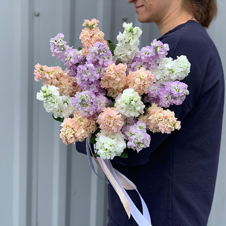 Маттиола ароматная - Фото 1