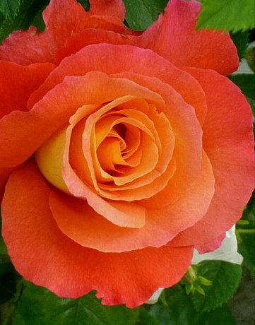 Букет из 101 розы Санрайз 50 см - Фото 1