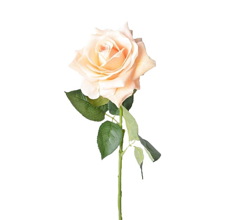 Персиковая роза поштучно 50 см - Фото 1