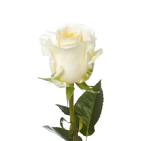 Кремовая роза поштучно 60 см - Фото 1