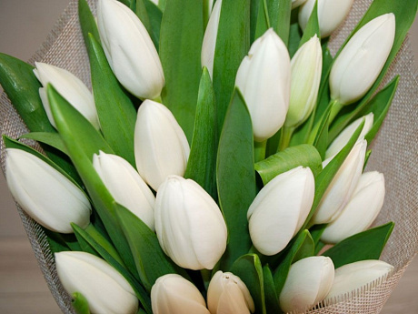 25 белых тюльпанов в белой коробке шкатулке с рафаэлло №477 - Фото 1