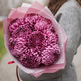 Хризантема Бигуди Перпл 9