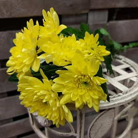 Хризантема Кустовая Балтика желтая поштучно