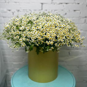 Ромашки в коробке №162